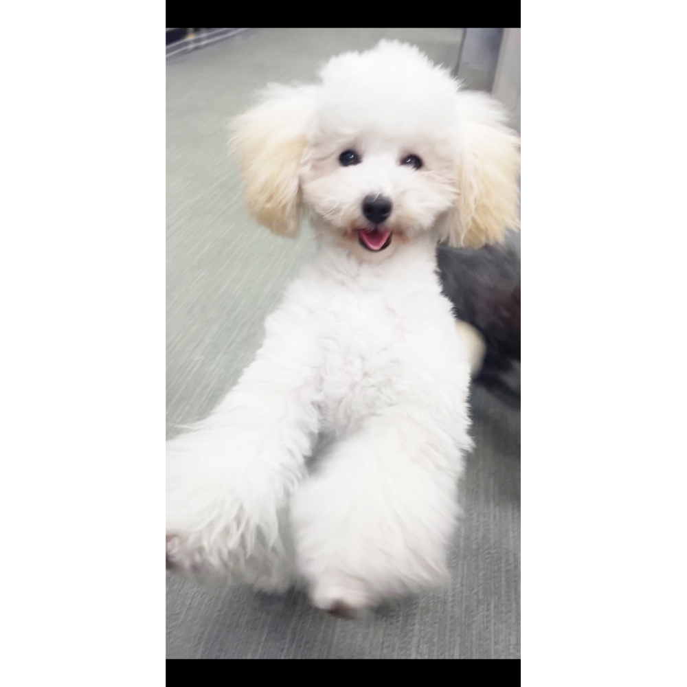 ☆生徒が撮影したモデル犬☆